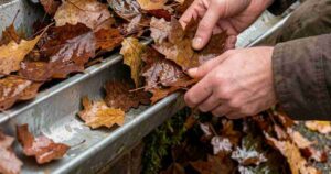 Autumn Gutter Cleaning Guide Prevents Damage[1]